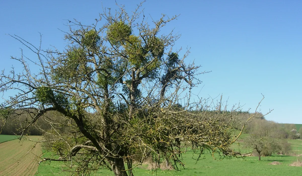 Rachat voiture à Estissac (10)